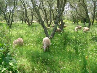 Sheep among the olive trees on Corfu